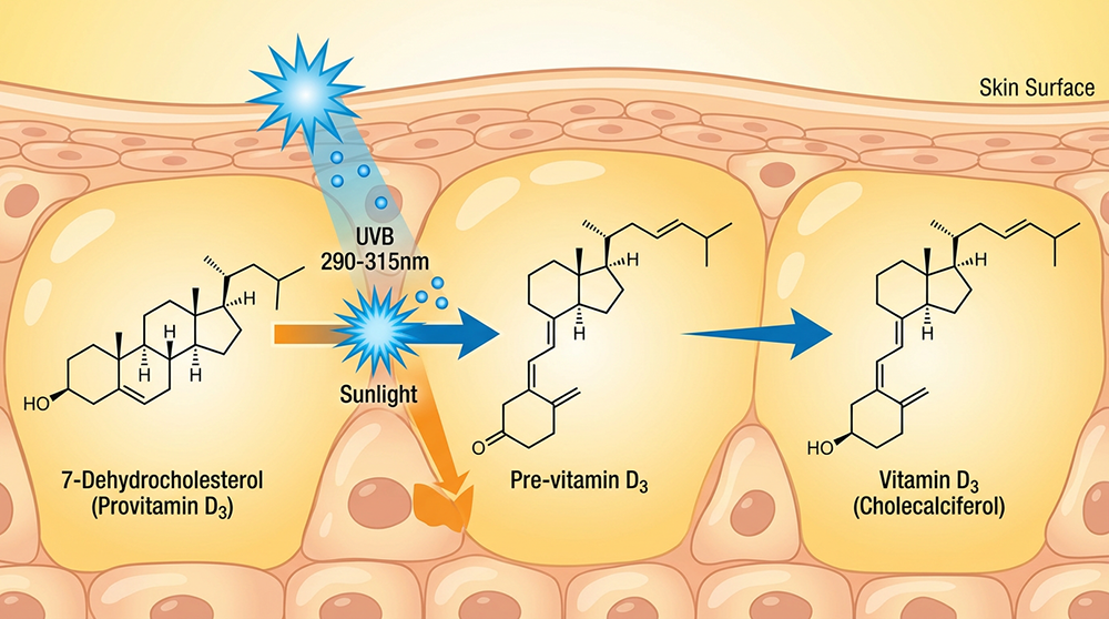 Actualités sur la vitamine D301
