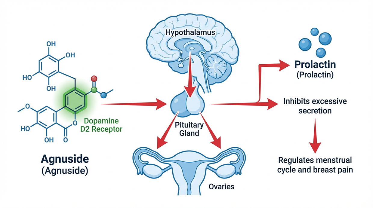 Agnuside Mechanism of Action