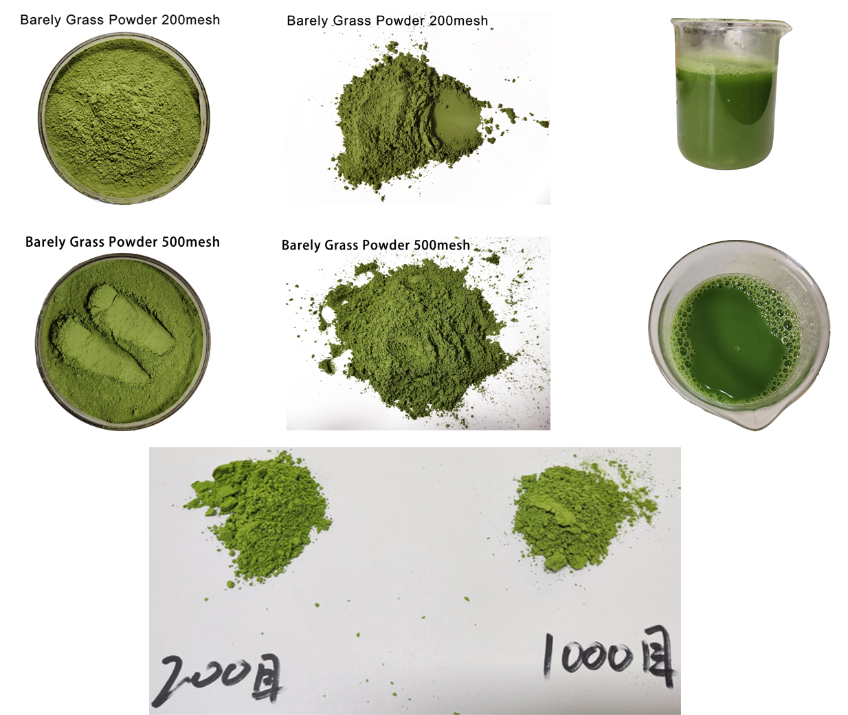barley grass powder spec