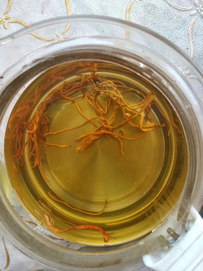 cordyceps militaris app2