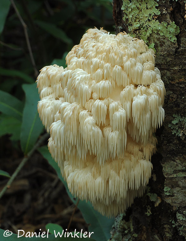 Hericium erinaceus  (2)