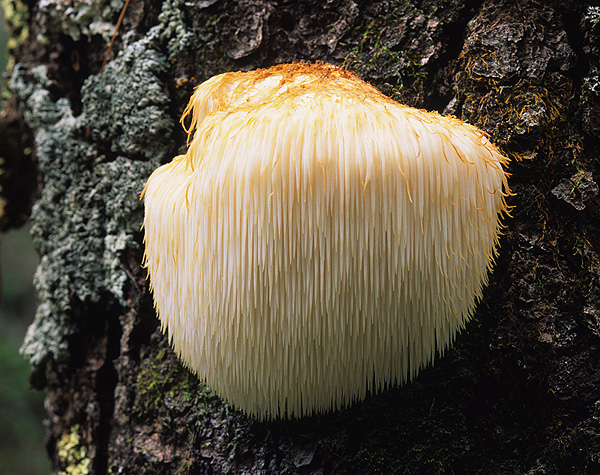Hericium erinaceus  (3)