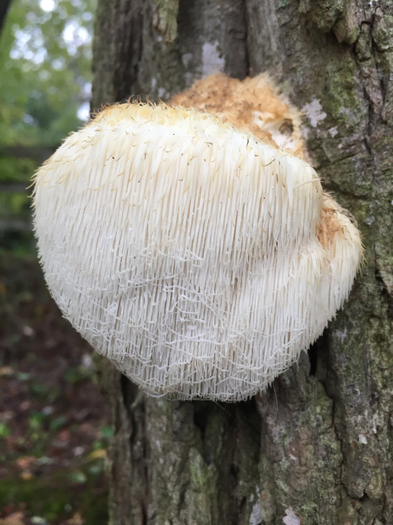 Hericium erinaceus  (5)
