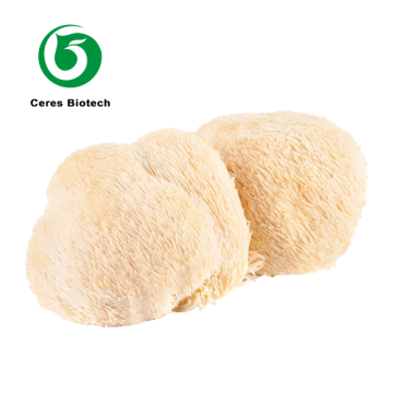 Premium Whole Dried Lion's Mane Mushroom Hericium Erinaceus 100% Fruiting Body Only Bulk Packaging