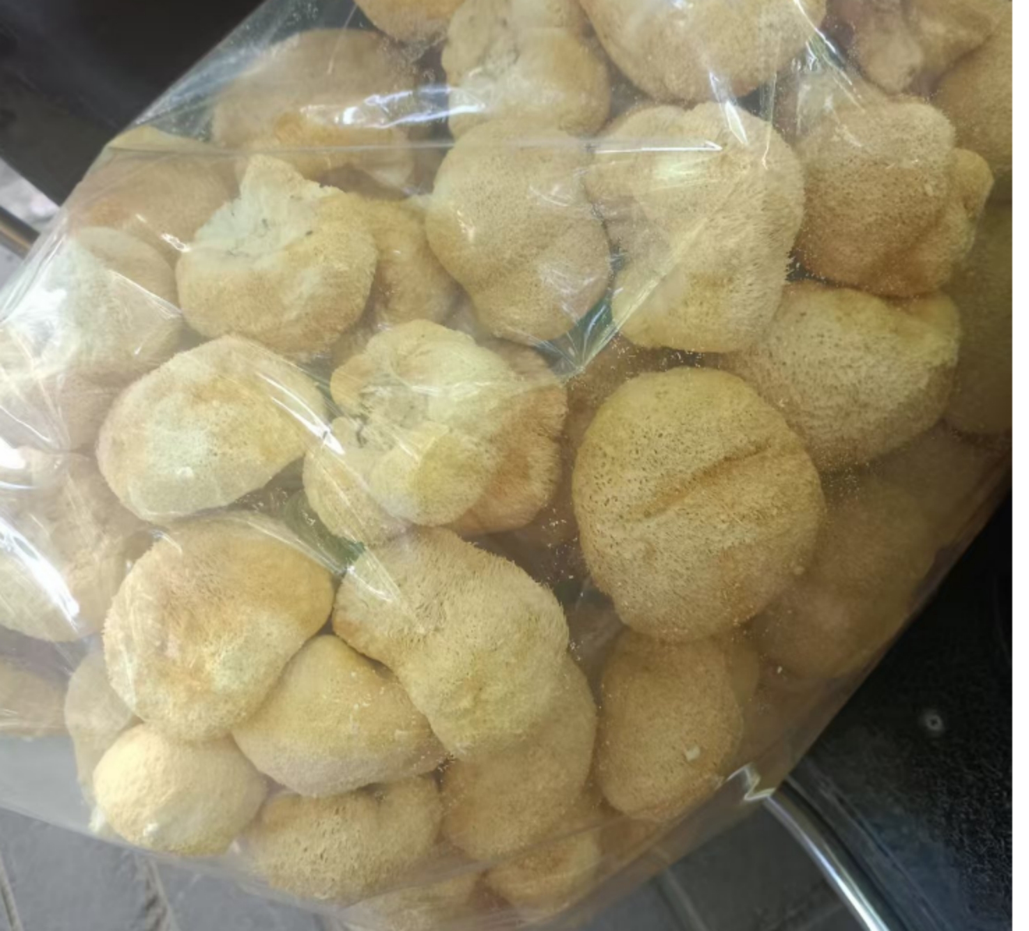 lions mushroon 02