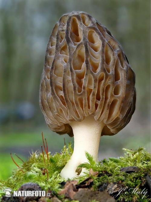 morel mushroom 03