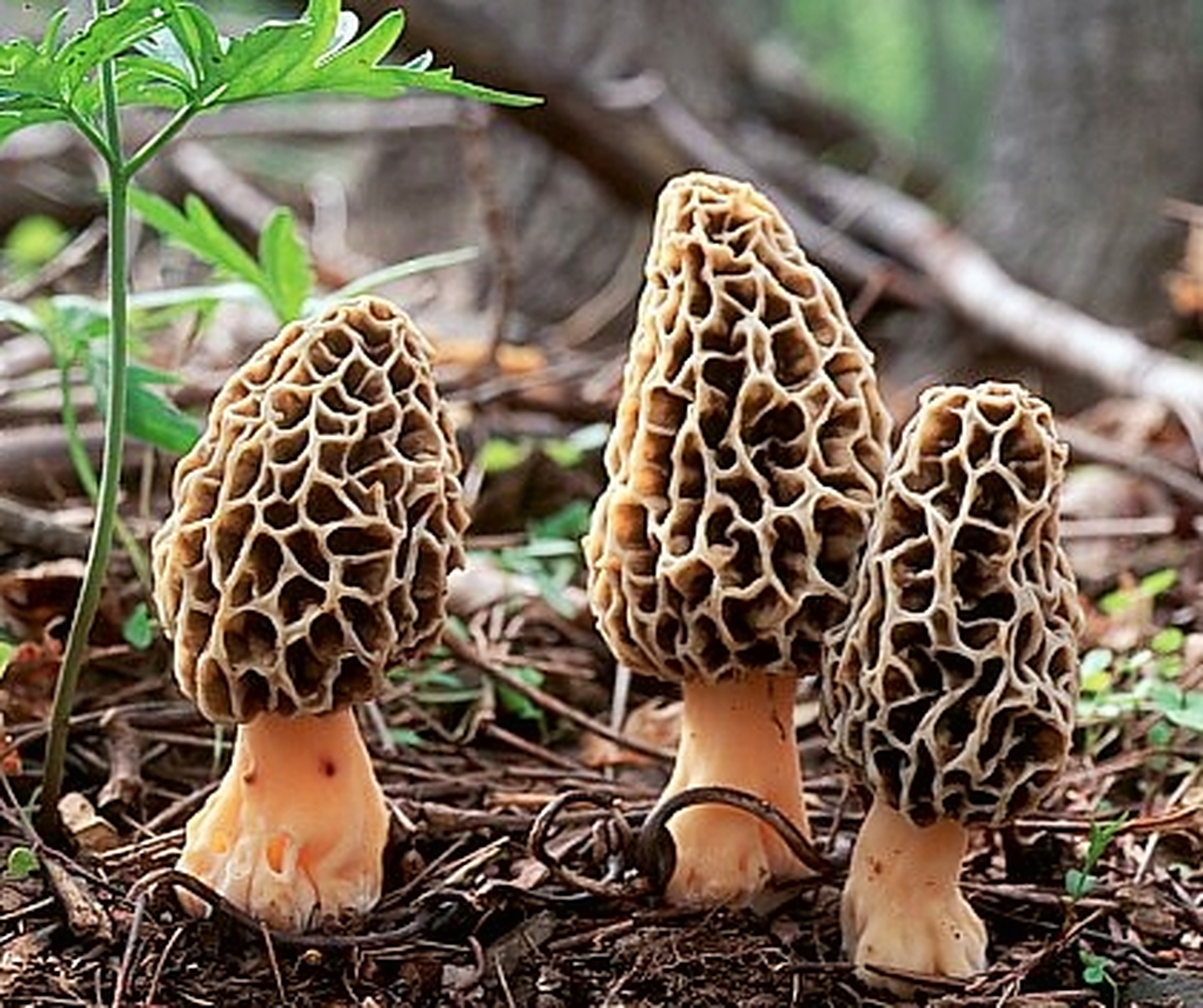 morel mushroom 04