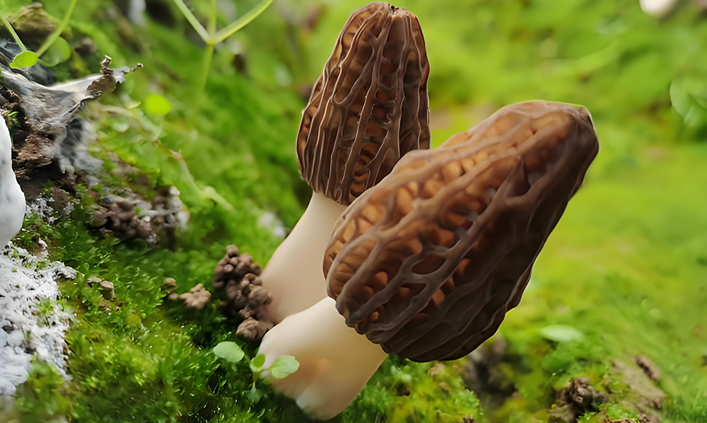 morel mushroom 05