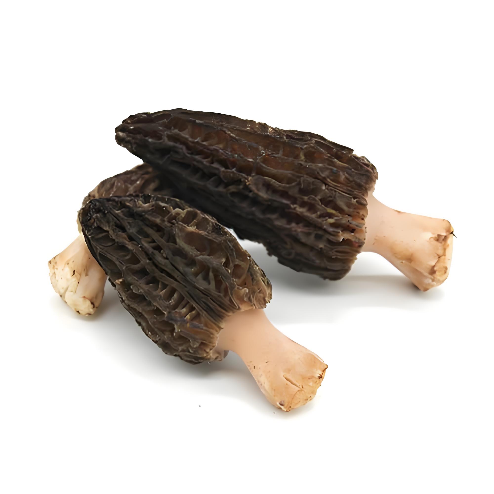 morel mushroom02.jpeg