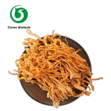 Premium Whole Dried Cordyceps Militaris Flowers North Cordyceps Dried Mushroom Organic for Functional & Professional Cooking