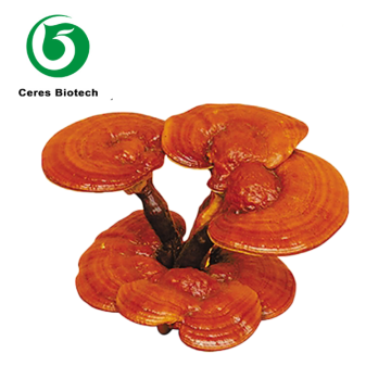 Premium Dried Red Lingzhi  Reishi Mushroom Whole Natural Ganoderma Lucidum