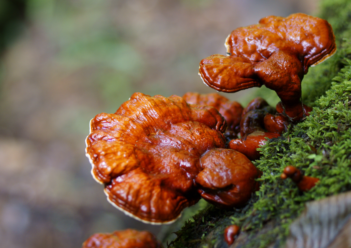 Reishi (1)