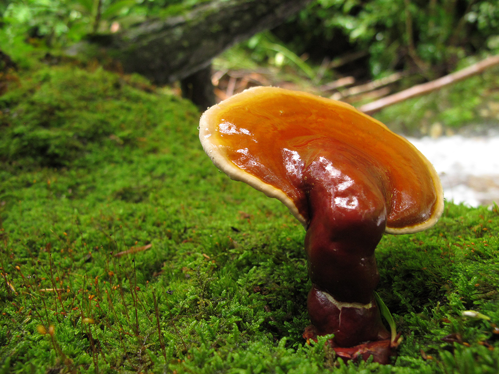Reishi (10)