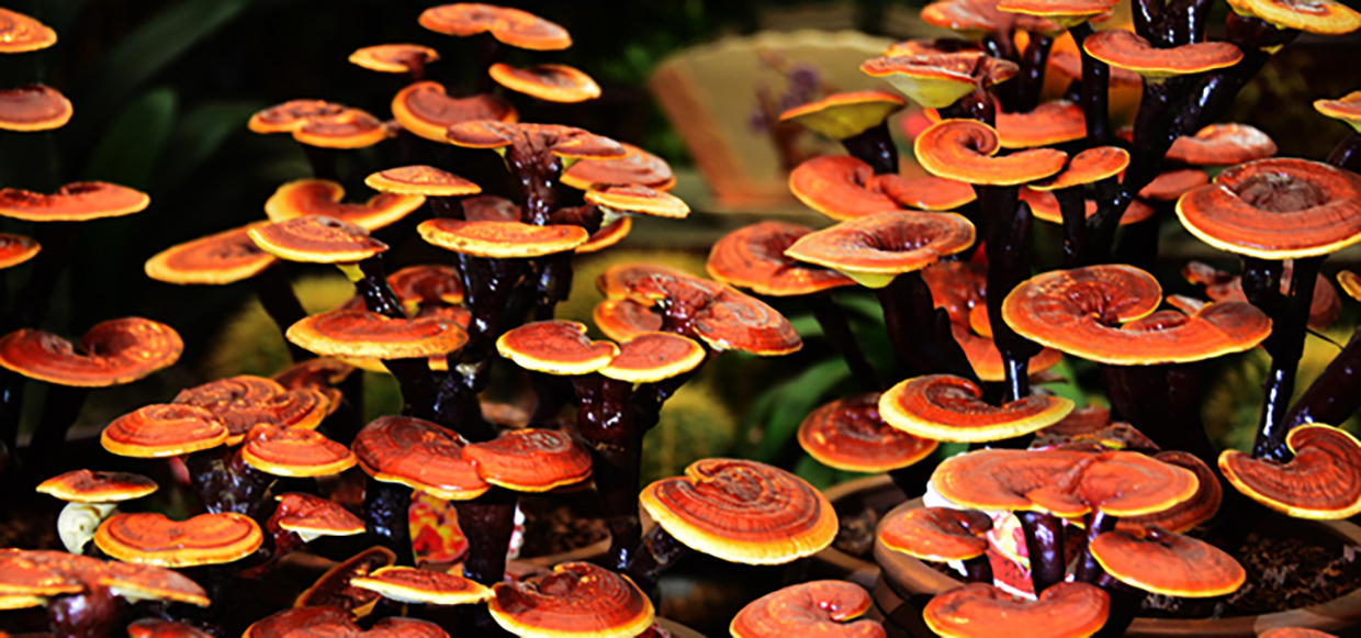 Reishi (3)