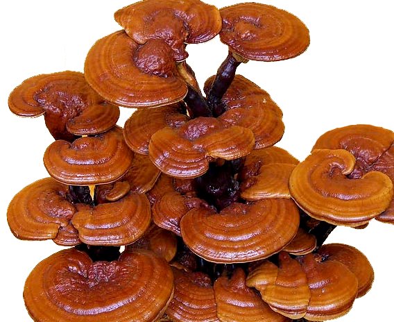 Reishi (7).jpg