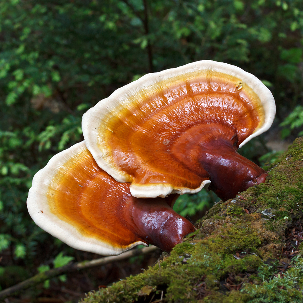 Reishi (8)