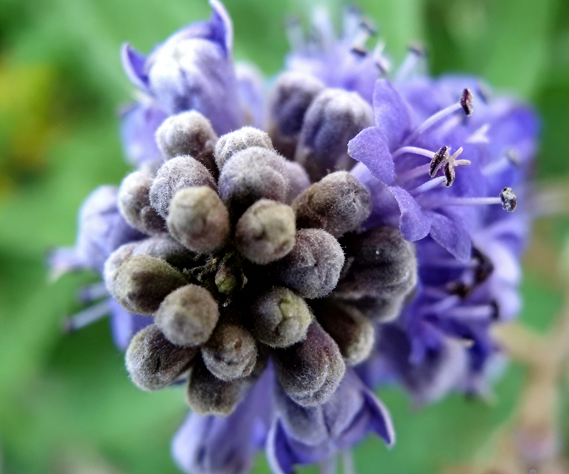 The Science of Balance: Understanding Vitexin in Natural Chasteberry (Vitex Agnus Castus) Extract
