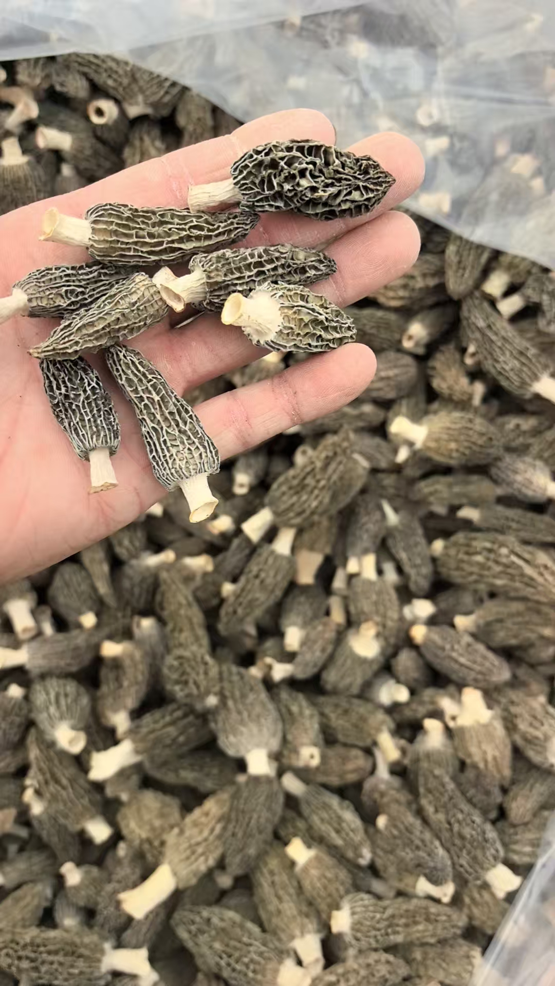 Whole Morel mushrooms