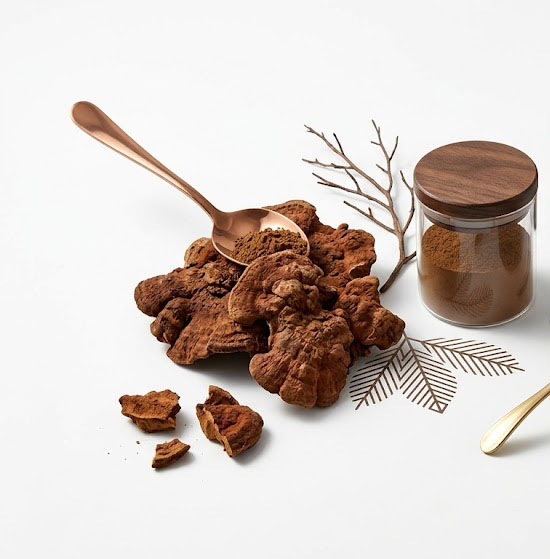 Comprendre la teneur en polysaccharides (30 %) de l'extrait d'Antrodia camphorata : un guide de qualité pour les fabricants de compléments alimentaires