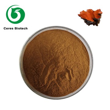 Wholesale High Quality Food Grade Antrodia Camp...