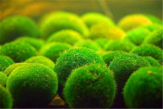 Poudre de chlorelle Ceres (15)