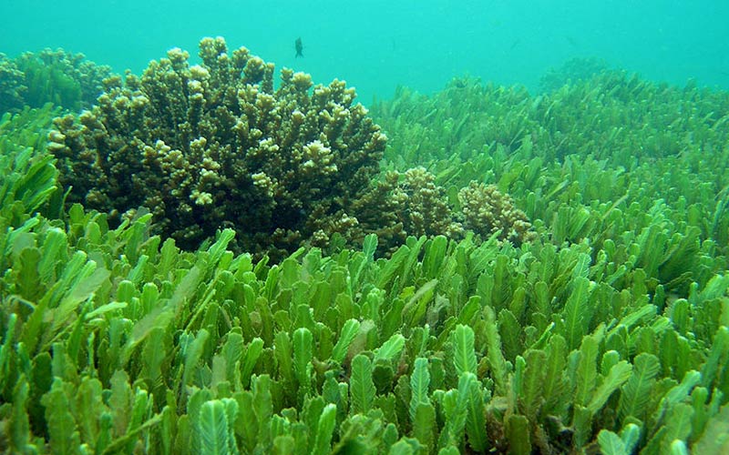 Poudre de chlorelle Ceres (2)