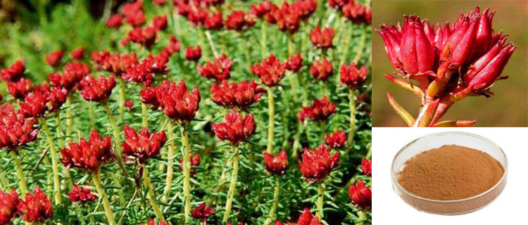 Extrait de Rhodiola Rosea 2