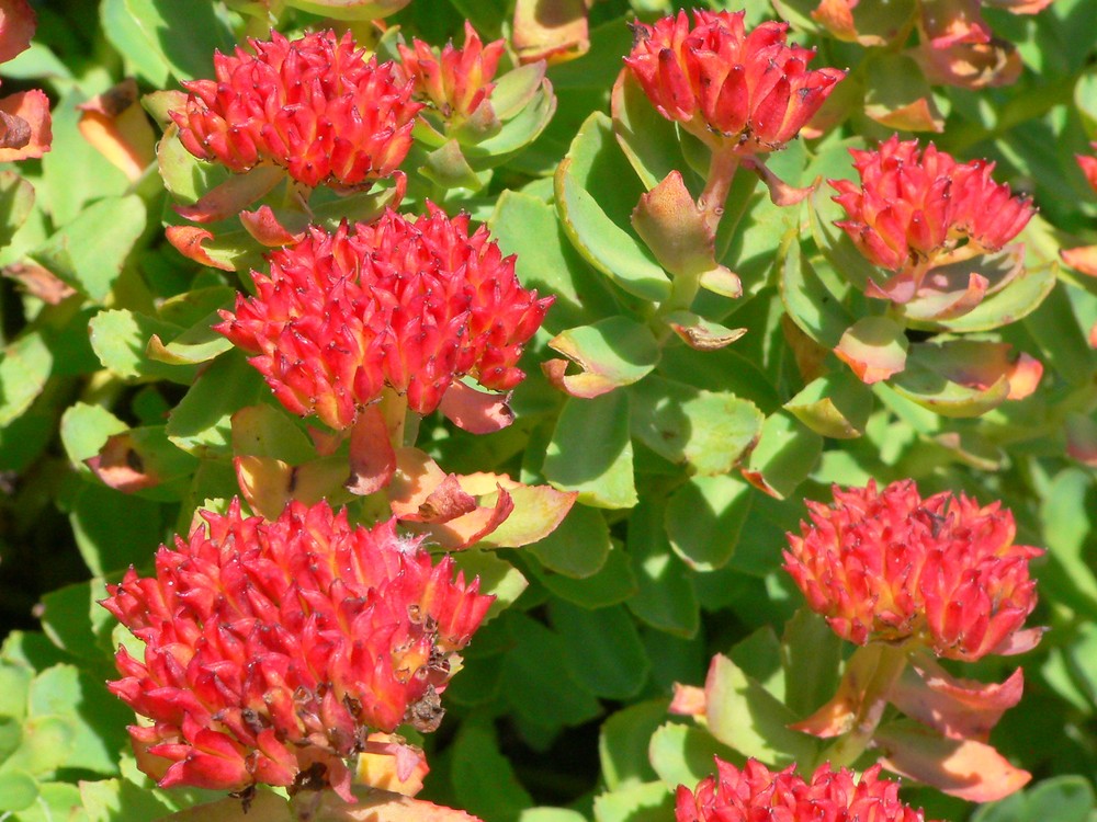Natural Rhodiola Rosea Growth Environment