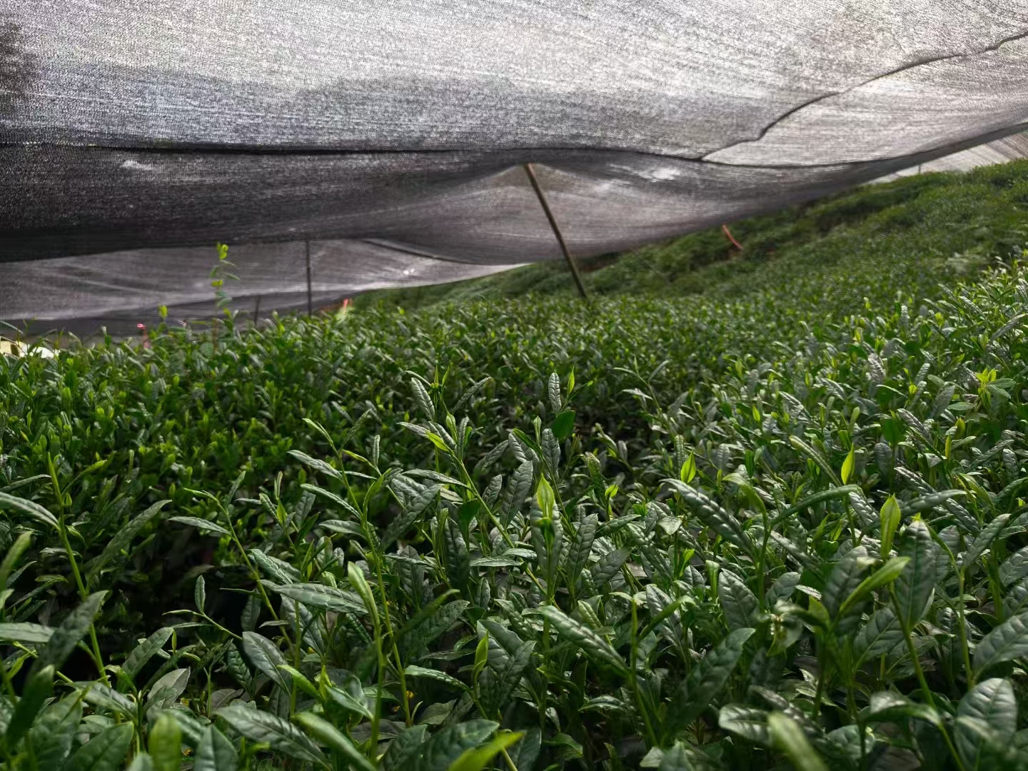 OM Organic Matcha farm