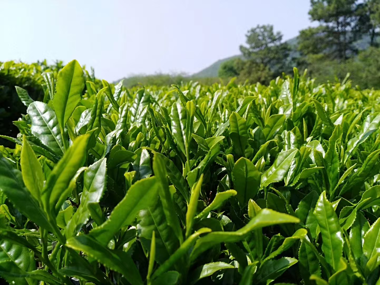 Matcha Powder - Real Product Photo 2
