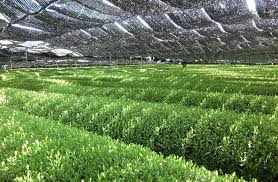 OM organic plantation