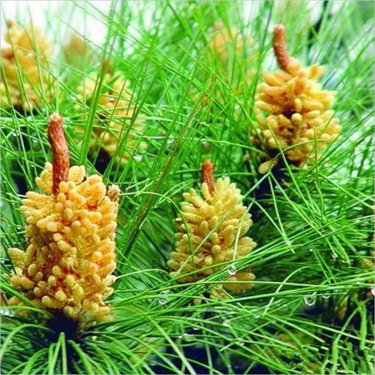 Pine Pollen Function