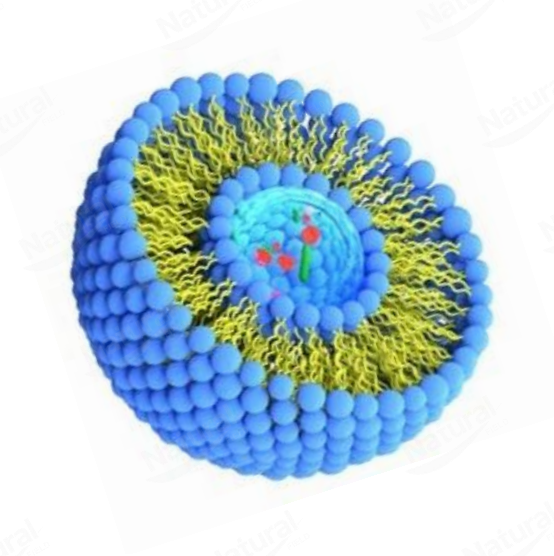 The Formulation Revolution of Nano-Delivery: How High-Loading Liposomal Coenzyme Q10 Supports Next-Level Product Development