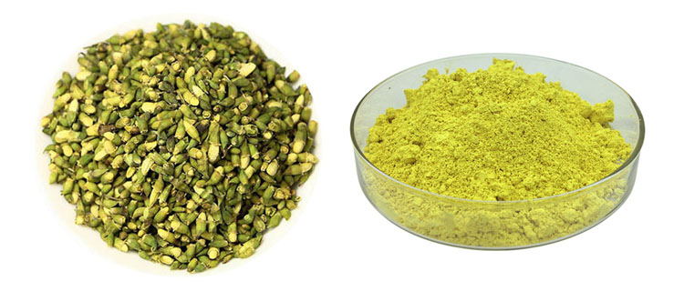 sophora japonica extract quercetin 08