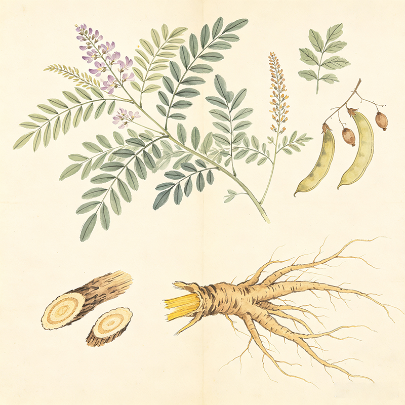 Licorice Growing Regions