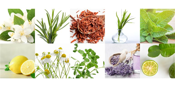 essential-oils-important-plants.jpg