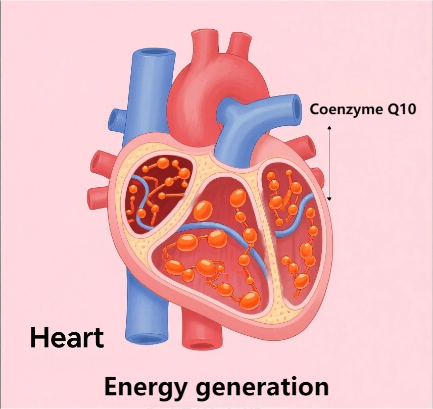 Coenzyme Q10.png