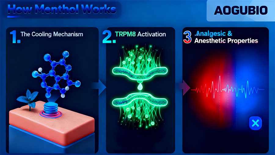 How-Menthol-Works.jpg