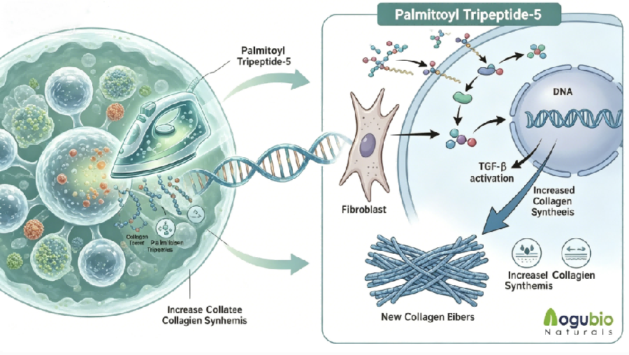 Mechanism of Action Palmitoyl Tripeptide-5(1).png