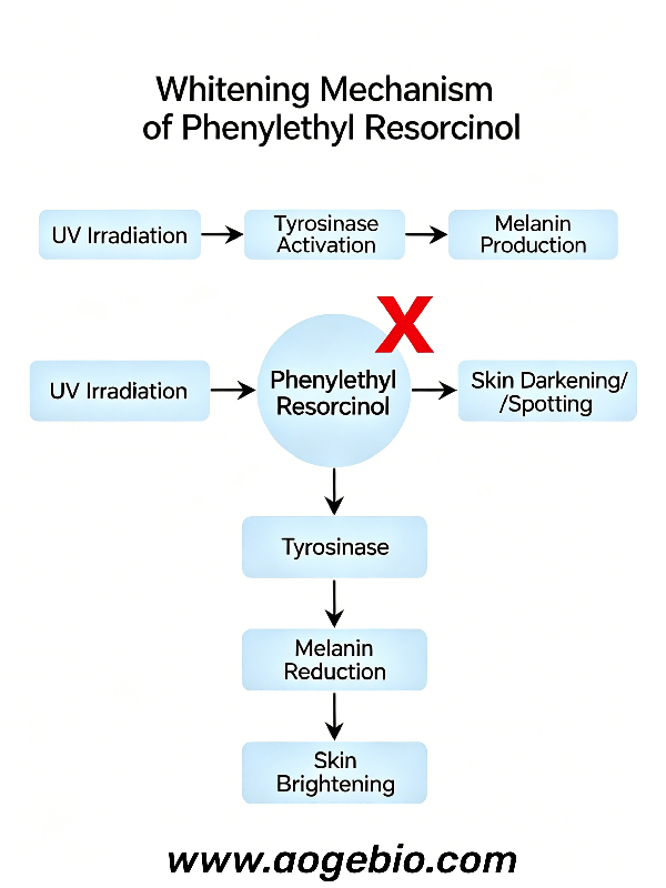 Phenylethyl Resorcinol (377): A High-Efficiency, Gentle Brightening Active for Cosmetic Formulations