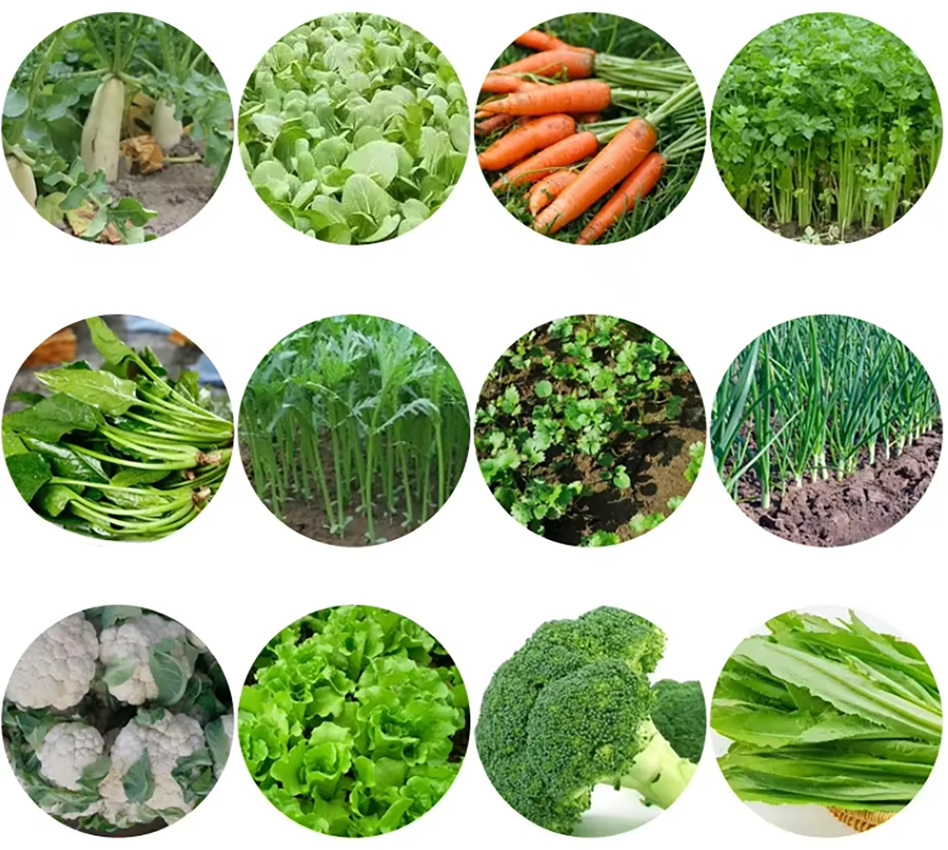 Sayuran yang Boleh Disemai