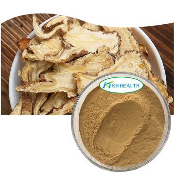 Organic Angelica Extract Powder Supplier