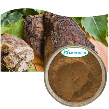 Organic Chaga Extract Powder Manufacturer