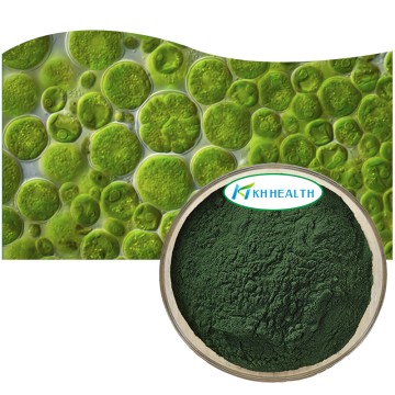 Organic Chlorella Powder Manufacturer