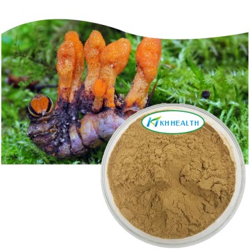 Organic Cordyceps Militaris Extract Powder Supplier