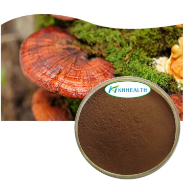 Producător de extract organic de ciuperci Reishi pudră