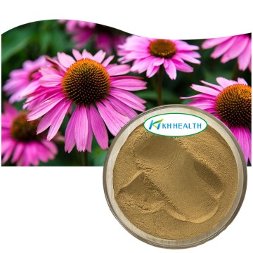 Organic Echinacea Purpurea Extract Supplier