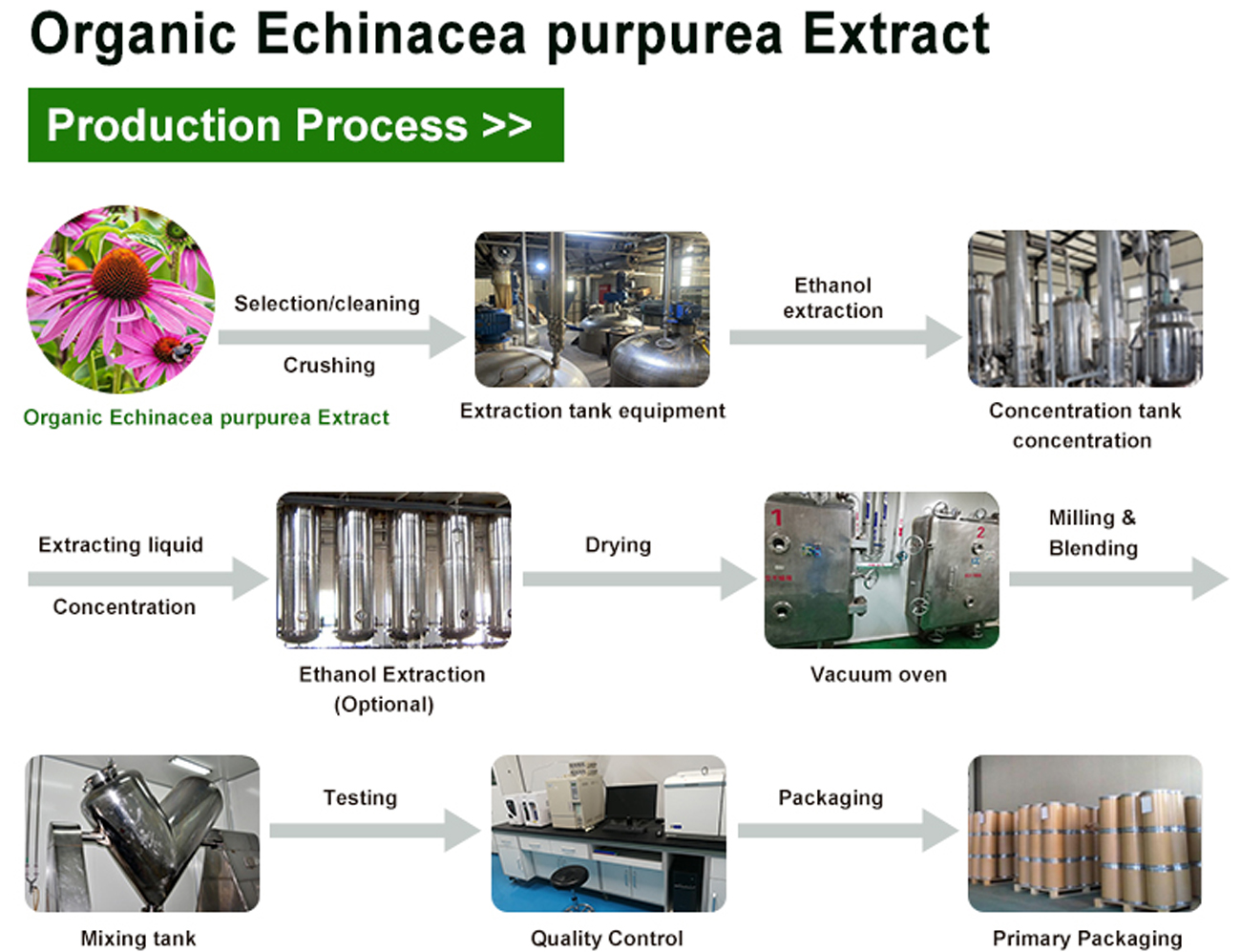Organic-Echinacea-purpurea-Extract