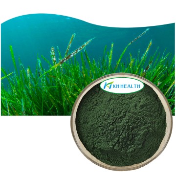 Best Organic Spirulina Powder Supplier