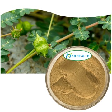 Organic Tribulus Terrestris Extract Supplier